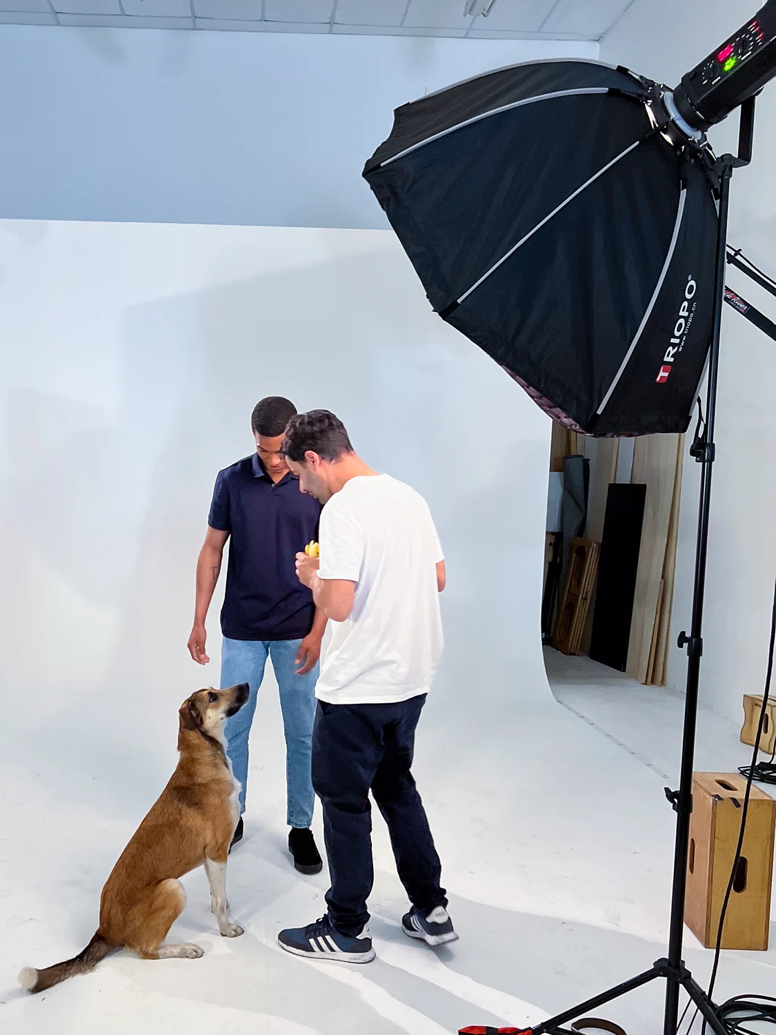 Produção fotográfica com cães em estúdio